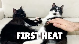 Cats showing signs of heat the first time | Uni and Nami
