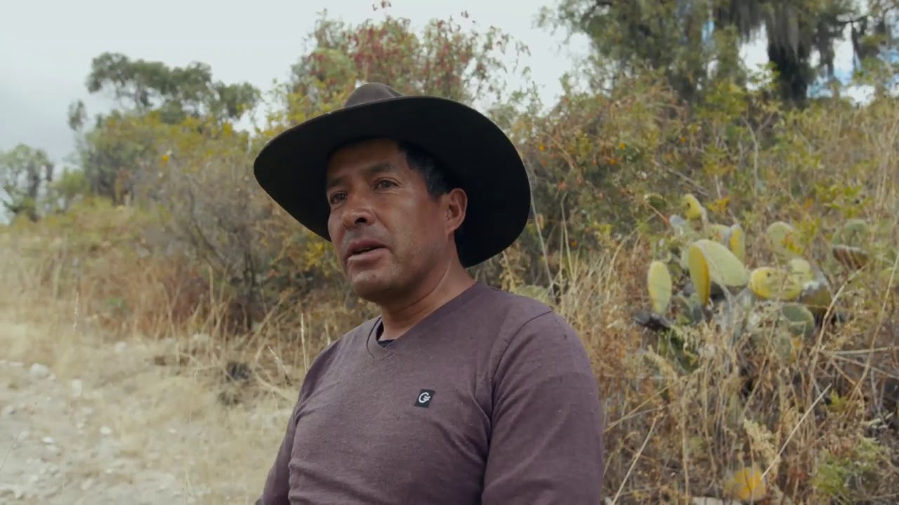 Производство эфирных масел и сотрудничество с фермерами по всему миру ...