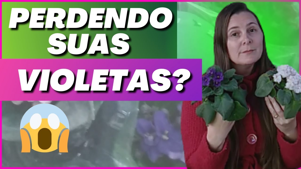 🚨 [NÃO PERCA] mais suas VIOLETAS! | Com ESTA DICA sua violeta na vai APODRECER MAIS!