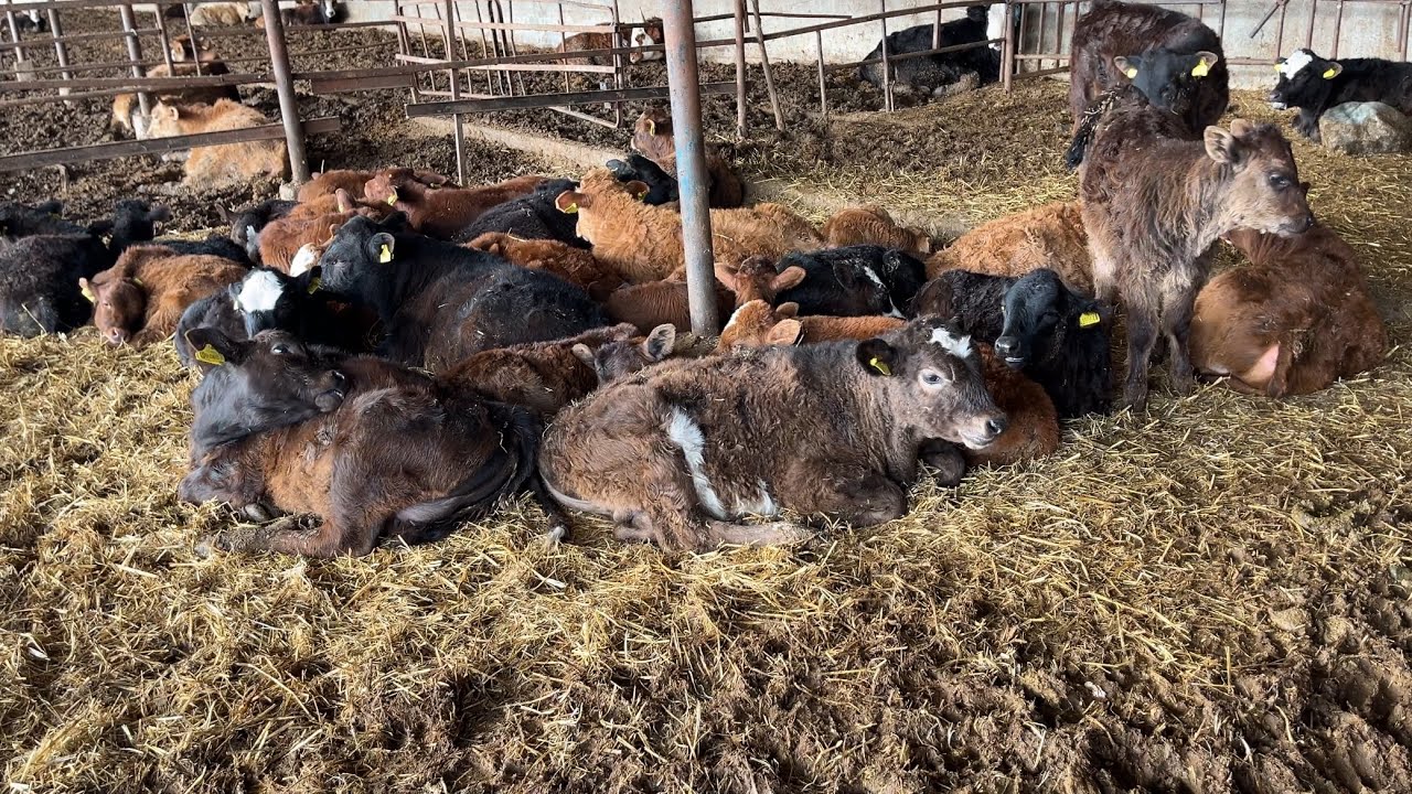 ALTIN MADENİ ALTIN ÜRETMEK KIRMIZI ALTIN RED GOLD #calf #animal #hayvancılık #angus #cow #besicilik