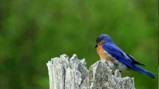 Blue bird eats Bug