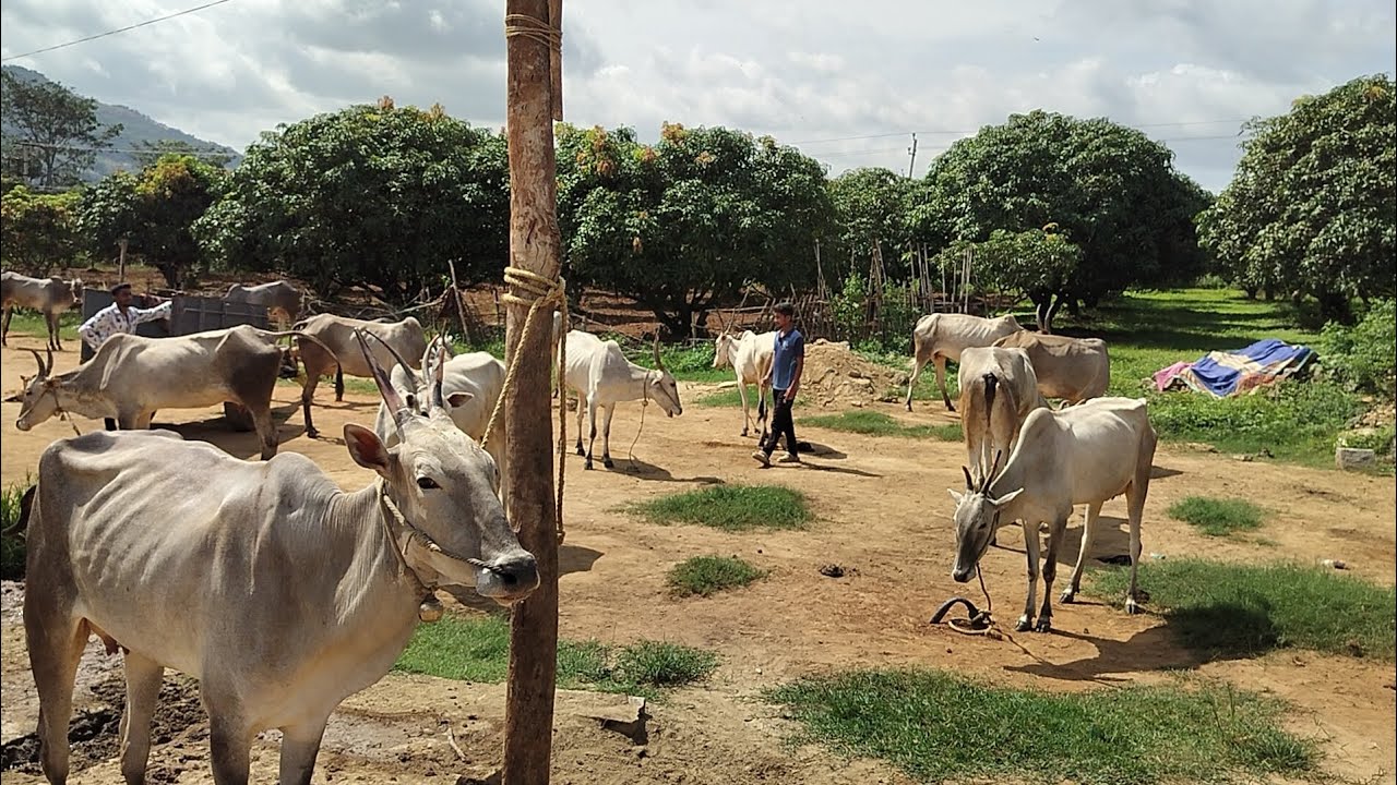 ಗೋಶಾಲೆಯಲ್ಲಿ ತುಂಬಾ ಅದ್ದುಬಸ್ಟಾಗಿ ಅಥವಾ ಅದ್ದೂರಿಯಾಗಿ ಗೋವು ಸೇವೆ ಮಾಡುತ್ತಿರುವರು @NS Farmer