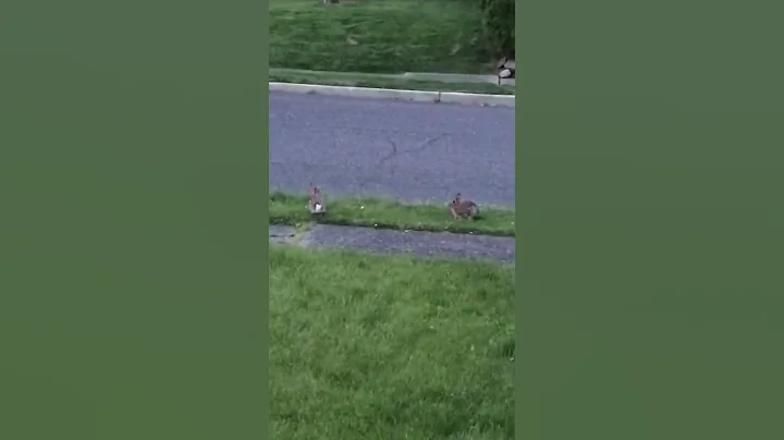Rabbits hopping mad