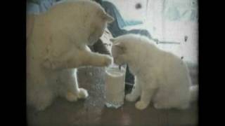 Cute Kittens Sharing a Glass of Milk! (Adorable) @DueysPlace