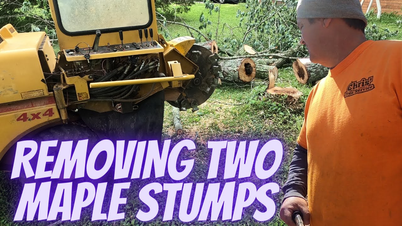 Rayco Rg50 Tackling two Maple Stumps - YouTube