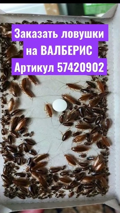 Лучшее средство от тараканов Форсайт купить на ВАЛБЕРИС от тараканов ...