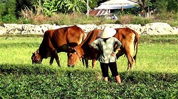 Một chiều hè trên cánh đồng ruộng bậc thang Tà Pạ, Núi Tô, Tri Tôn , An Giang 02/04/2019