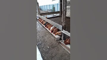 куры несушки