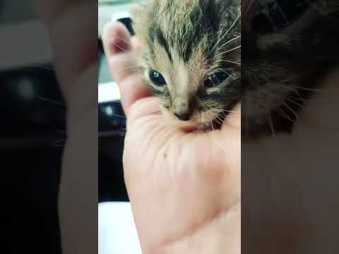 Video: Jak se chovat k kočce
