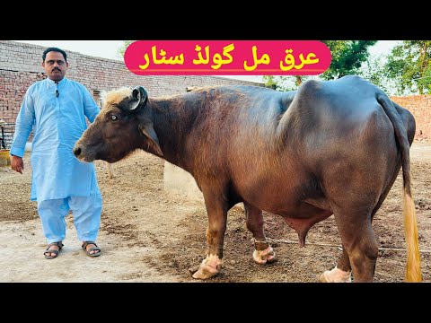 Arq e Mull Gold Star ⭐ Buffalo Bull || Ch Bashir Gujjar, Ch Munawer Arain 