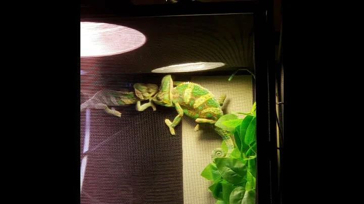 Have you ever seen a Chameleon Cuddle?