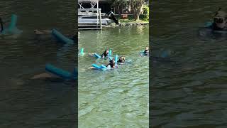 Swimming with a 1200lb manatee!!!!! Watch now