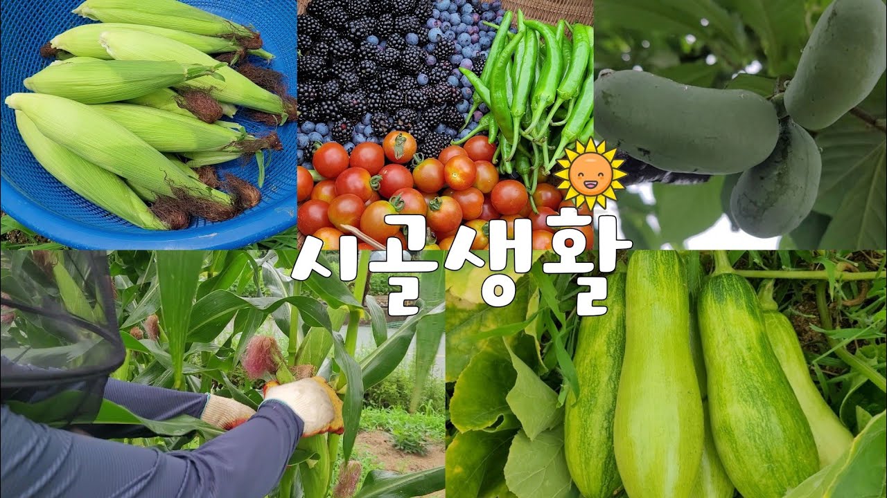 RUS В тот день, когда я собрала первую кукурузу и приготовила ее на пару... Я счастлива🌽 Я сварил...