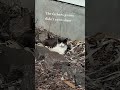 Music Oldies Cat Song Cute Cuteanimal тШЖ Music Oldies Cat Song Cute Cuteanimal тШЖ