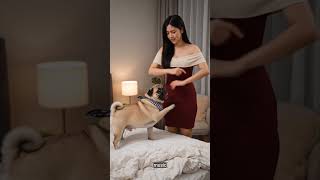 My Dog Stole My Bed… Again #funnydog #pug #cutedog