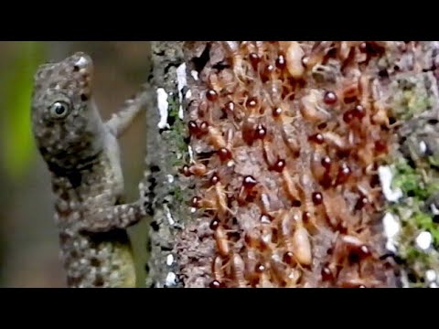 plague termites eat wood
