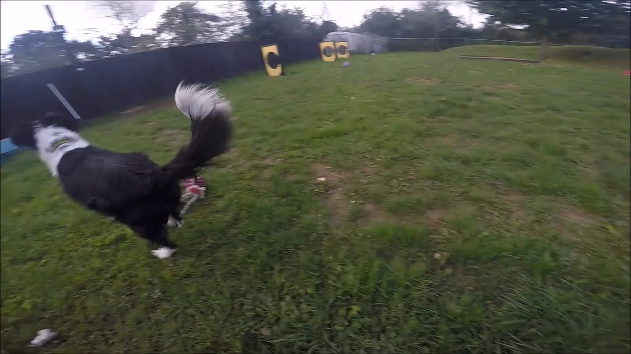 wales wisconsin Dogs Trust Snetterton - Layla