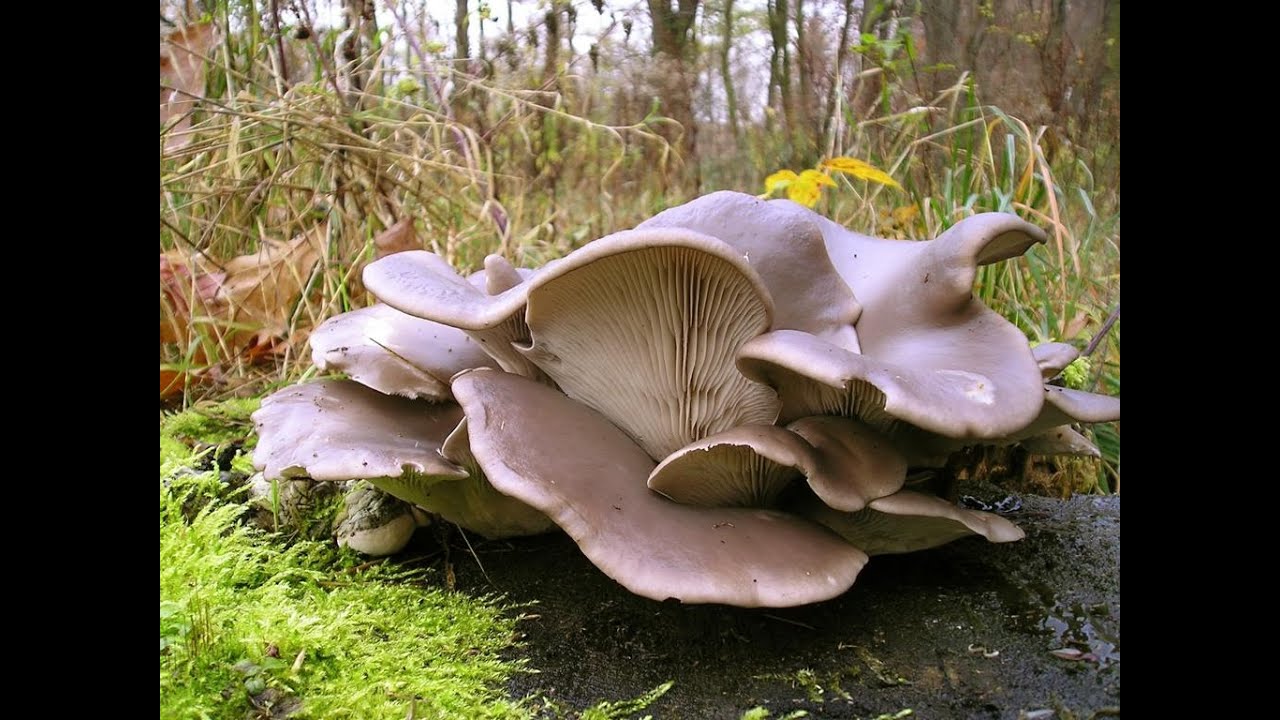 Вешенка описание. Pleurotus ostreatus гриб. Вешенка обыкновенная. Вёшенка устричная (Pleurotus ostreatus). Вёшенка обыкновенная / Pleurotus ostreatus.