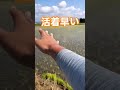 全面植え直しWCSが無事に活着。