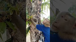 Most Adorable Animal Family SokYaa Monkey, ToTo, Phao Living in Harmony #SokYaa #AnimalFamily