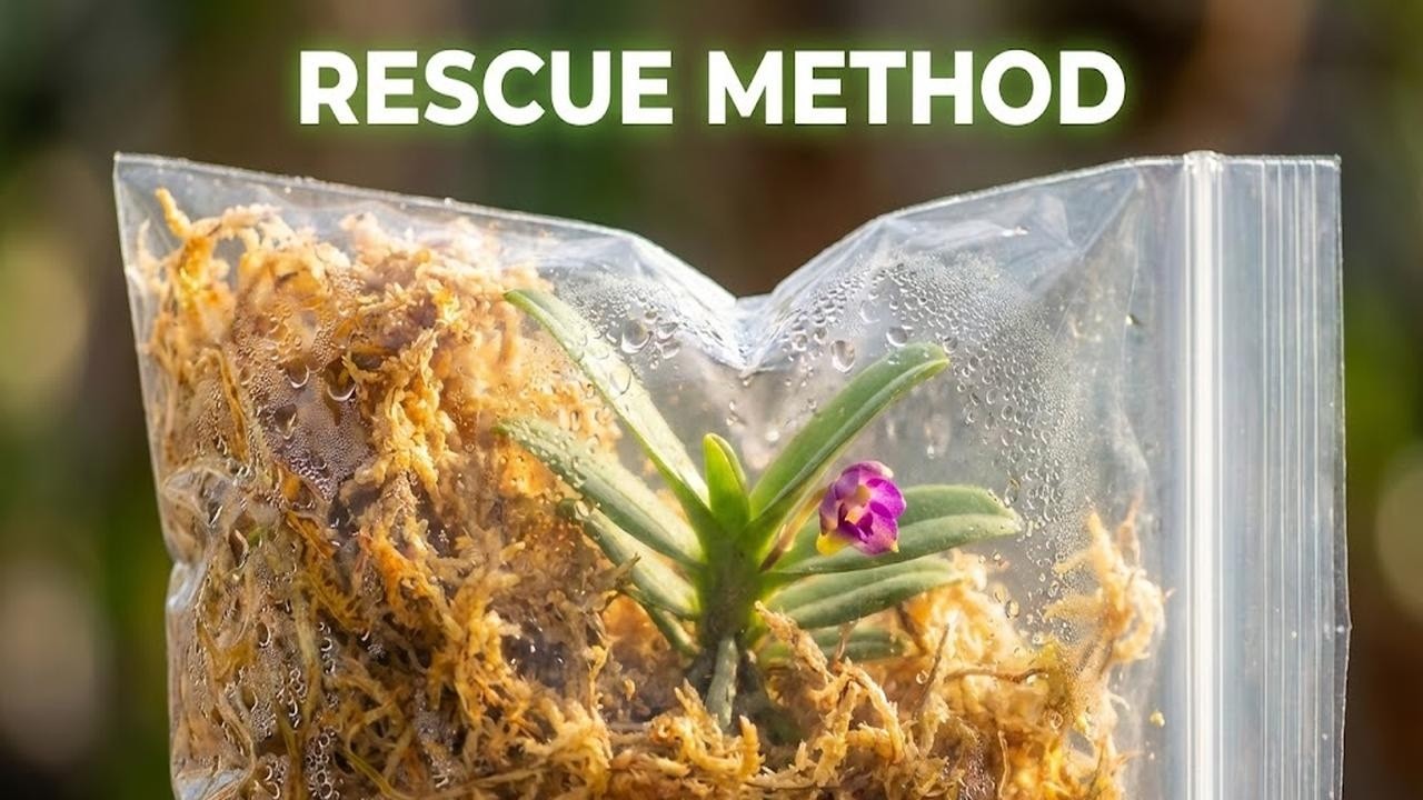 Save Dead Orchids: Sphag & Bag Method