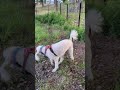 走って回るオーデンくんのルーティン #スタンダードプードル #犬動画 #dog