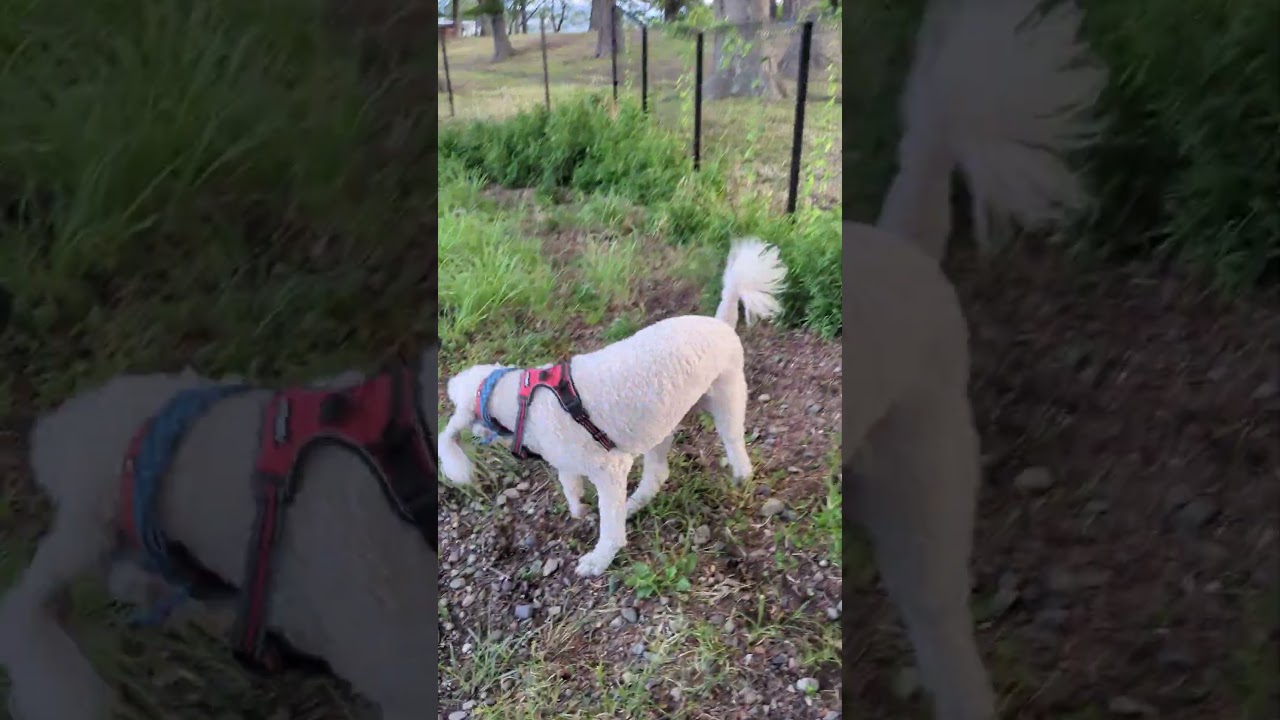 走って回るオーデンくんのルーティン #スタンダードプードル #犬動画 #dog