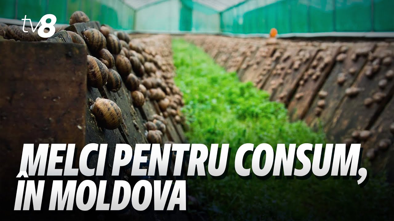 Melcii crescuți la Ratuș sunt exportați în străinătate