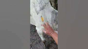 How to give injections in cattle ll intramuscular injection in cow #animals #injection