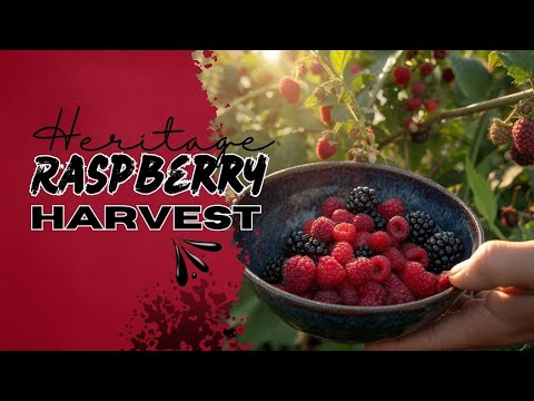 Heritage Raspberry 1st Harvest