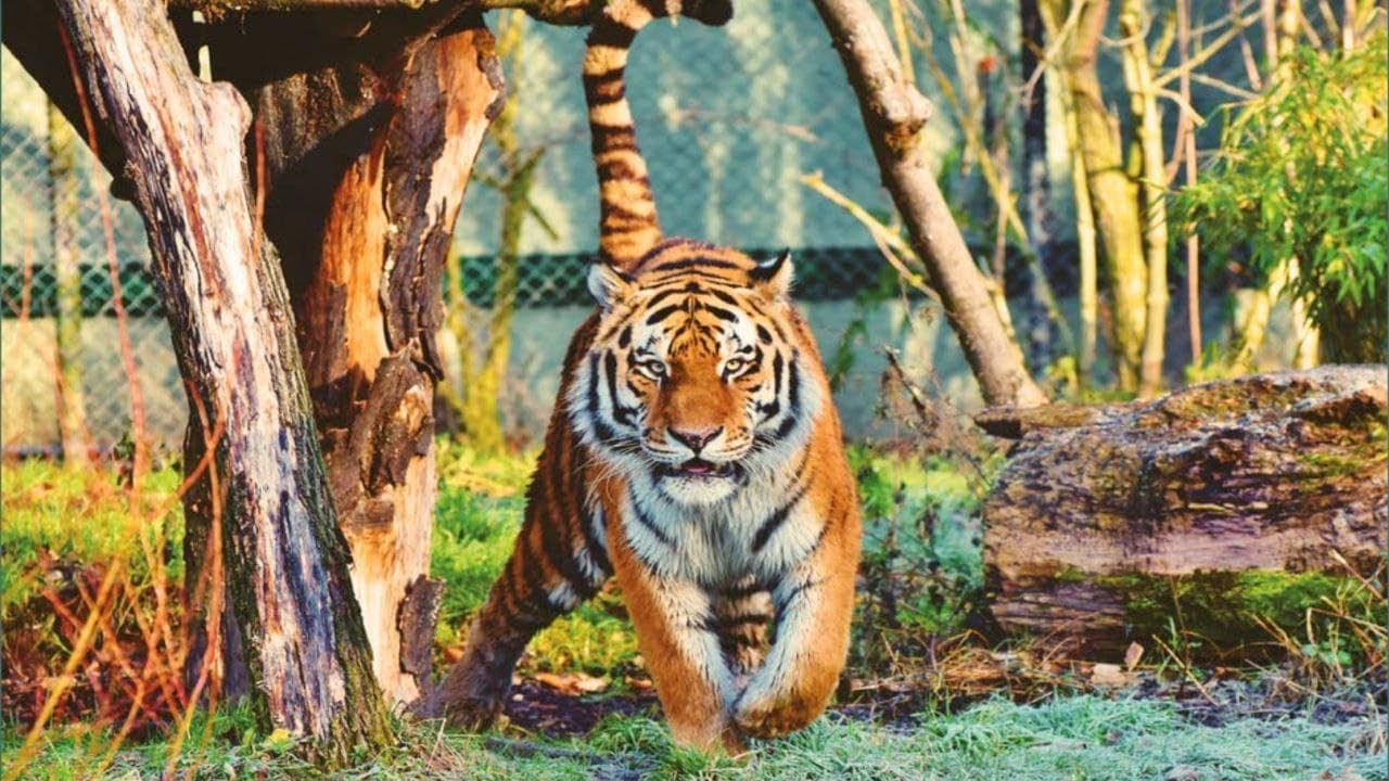 Countries With The Greatest Number Of Wild Tigers