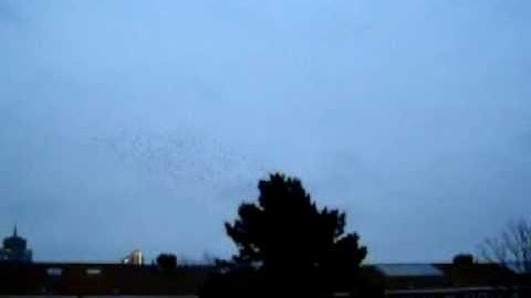 Hoeveel spreeuwen gaan er in de boom?