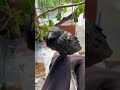 Day Six of Raising Russell crow
