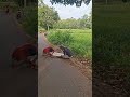 morning talk show on the highway #nature  #shortsviral