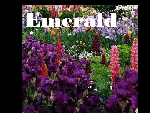 Emerald - RINI แปลไทย [SUBTHAI] - YouTube