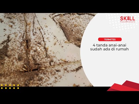 Video: Apa yang menarik anai-anai ke rumah anda?