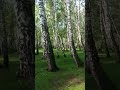 Ак кайың Каракол айылы 