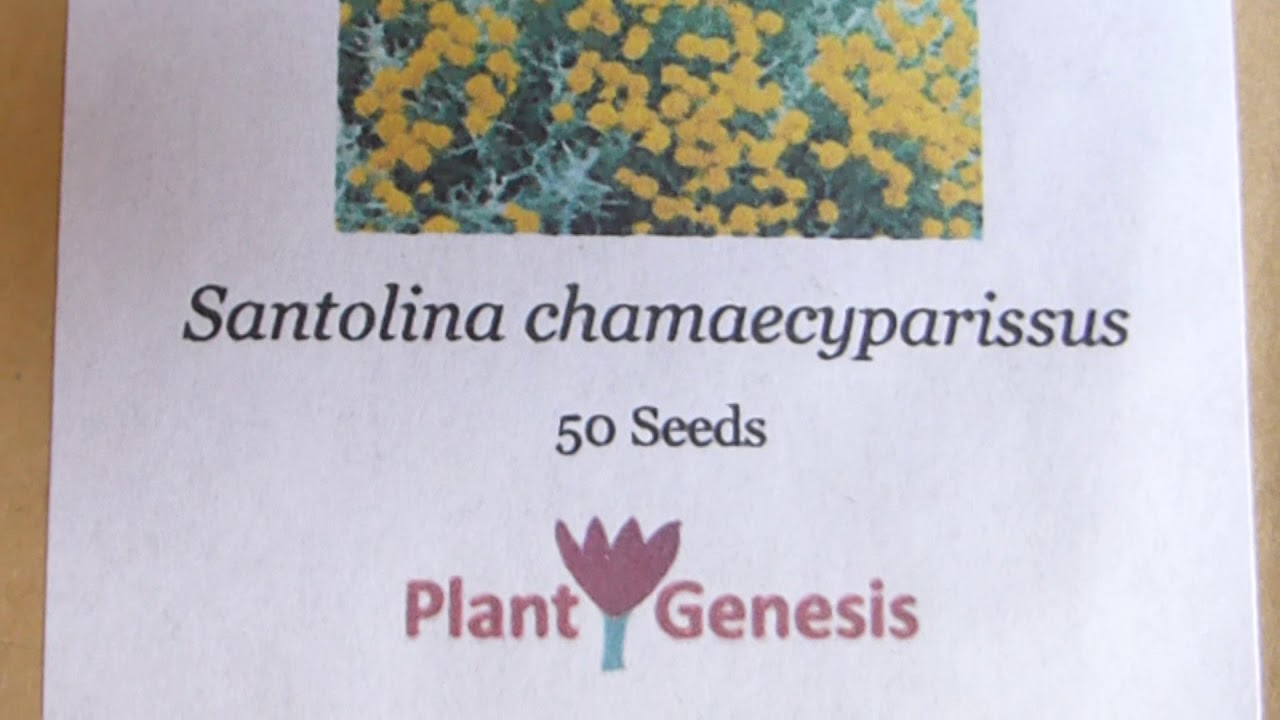 Cotton lavender Seeds - Santolina chamaecyparissus - Grábuski - Blómafræ - Dvergrunnar