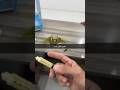 تعليم ببغاء 🦜 الكنيور هدد طيران حر