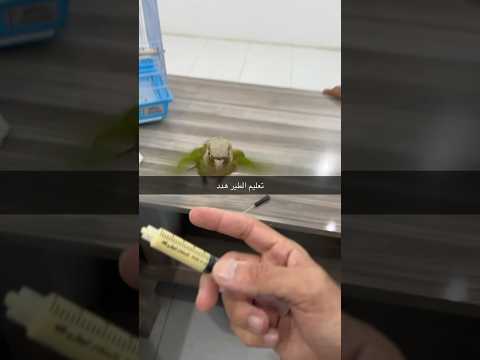 تعليم ببغاء الكنيور هدد طيران حر