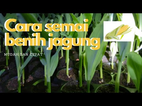 Video: Menanam benih jagung dan anak pokok