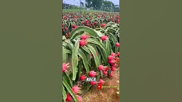 ✅ Menakjubkan!! perkebunan buah naga di negeri Tiongkok #shorts #shortsvideo