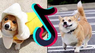 The Funniest & Cute Corgi Try Not To Laugh TikTok Compilation - Dogs & Puppies Of TikTok Mashup by Boop Boop 12 views 1 year ago 9 minutes, 54 seconds