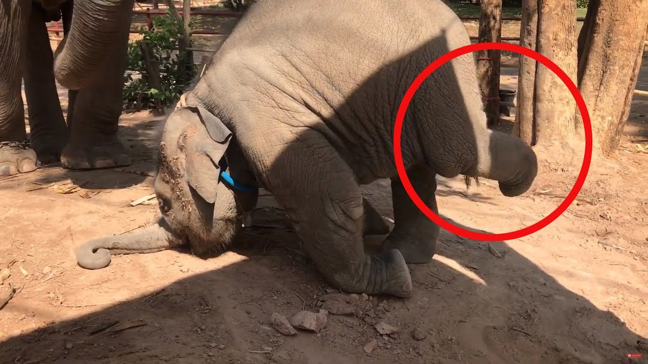 kick ออกฤทธิ์ ลูกเตะเท้าหลังอันเลื่องลือ baby elephant** YouTube