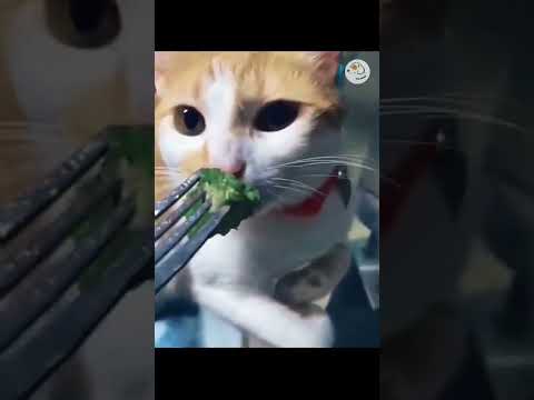Cats react to food #lol #shorts #funny #animalshorts #lmao #cats #reaction #reacts