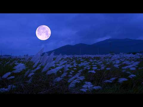 Crickets & Insect in a Breezy Summer Night | Peaceful Nature Sounds for Sleep & Relaxation