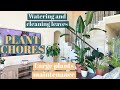 PLANT CHORES|large plants maintenance|watering and cleaning leaves