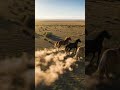 Horse Video Horse Kingdomofawais Animalshorts Shortsvideo 