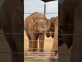 Let's Get to Know Animals: Elephants🐘