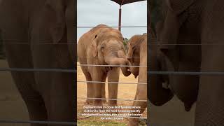 Let's Get to Know Animals: Elephants🐘
